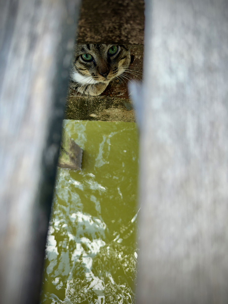 Kampong Ayer Floating Village Brunei 5 Print