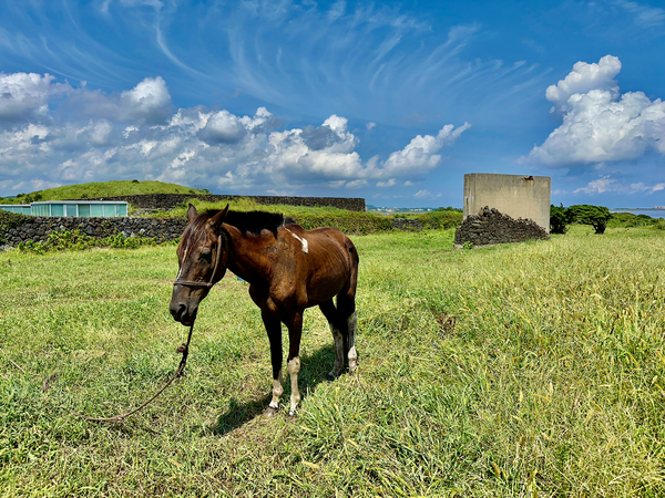 Seopjikoji Jeju South Korea 3 Print