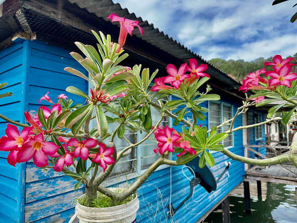 Sim Sim Traditional Floating Village in Sandakan 9 Print