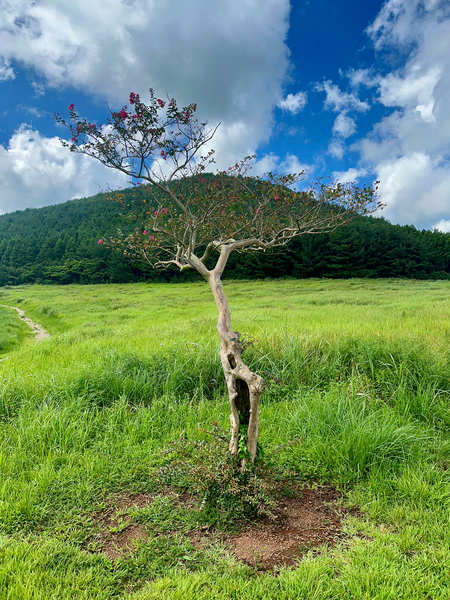 The Tree Jeju South Korea  Print