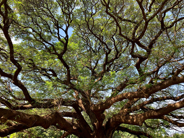 All the Branches Print