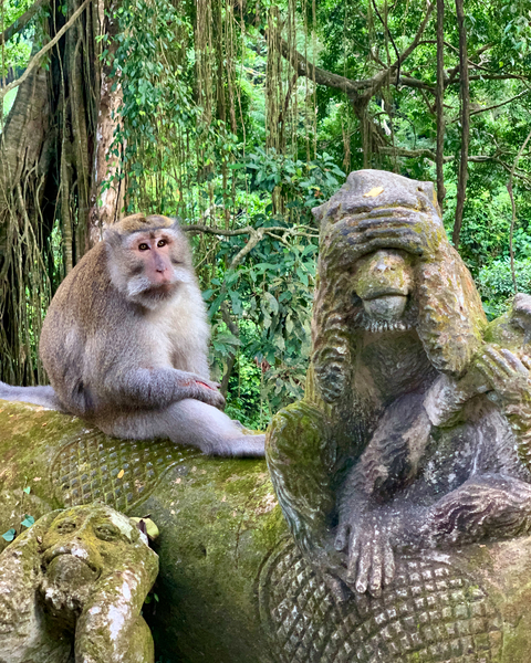 Are you for Real Monkey  Print