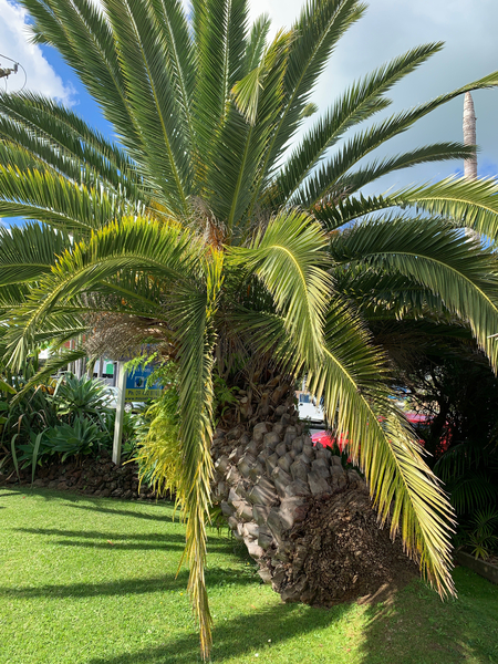 Baby Palm Tree Print