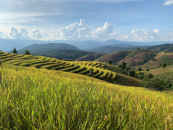 Beautiful Rice Field Print