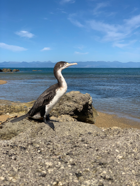 Bird Looking Straight Ahead Print