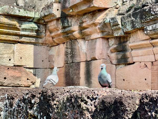Birds in Historical Site Print