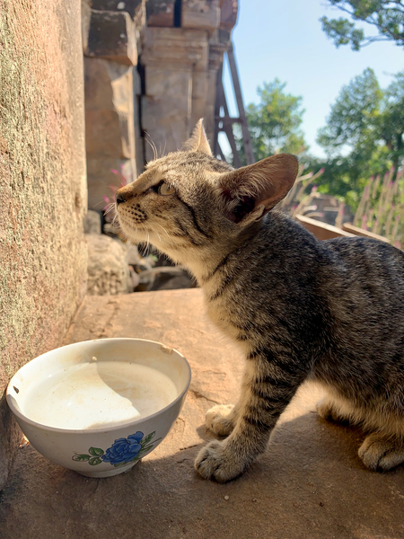 Cat Dreaming of the Future Print