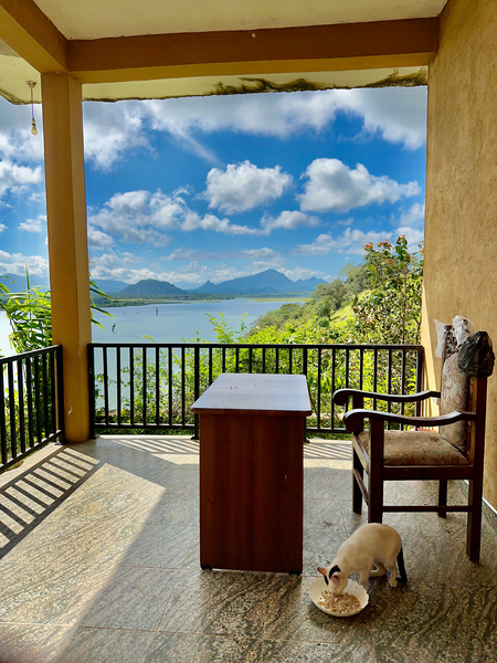 Cat Eating with a View Print