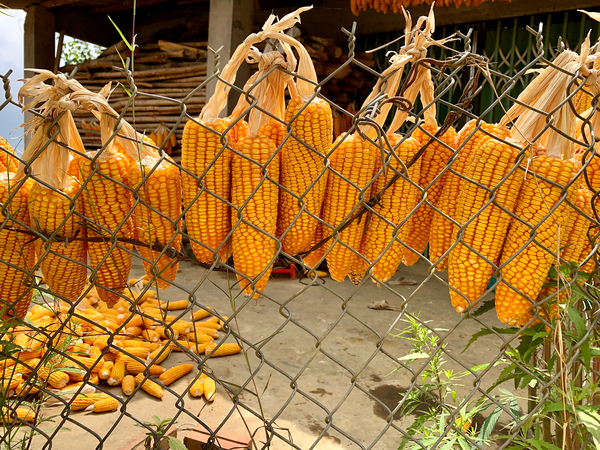 Corn Hanging on the Fence Print
