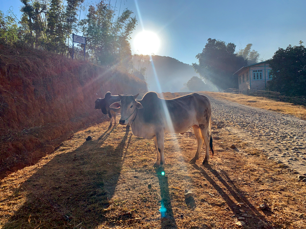 Cows in the Sun Print