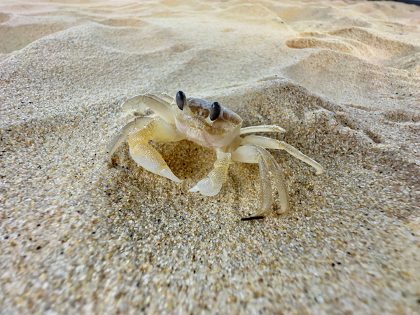 Crab on the Beach 2 Print