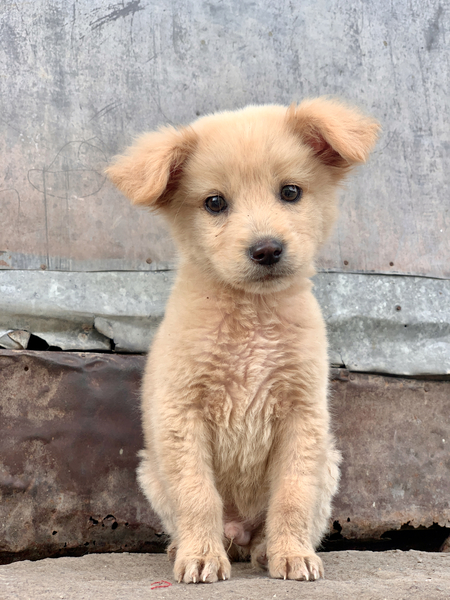 Cutest Puppy Ever Posing Print