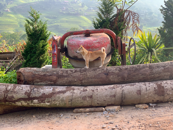 Dog Standing on Wood Print