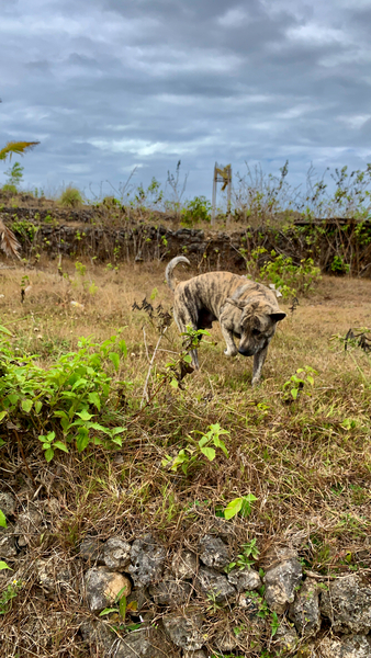 Dog in the Field Print