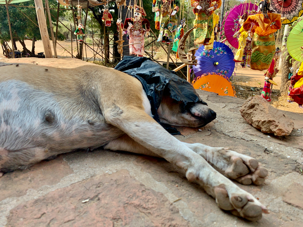 Doggie Afternoon Nap Print