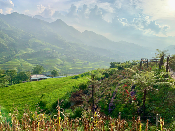 Dreamy Sunset on the Rice Fields Print