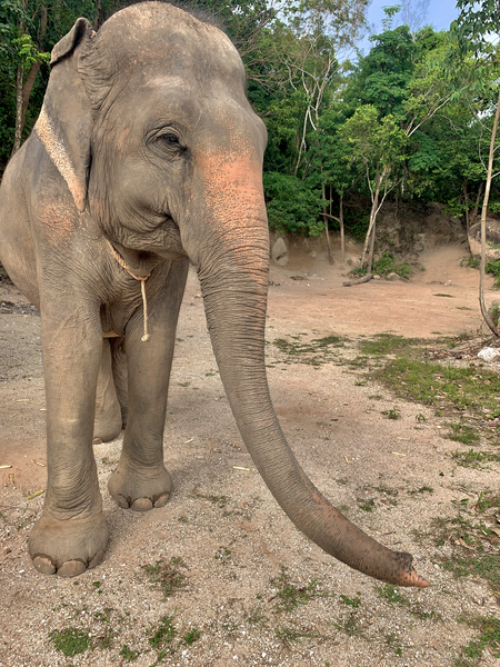 Elephant Trunk Sideways  Print