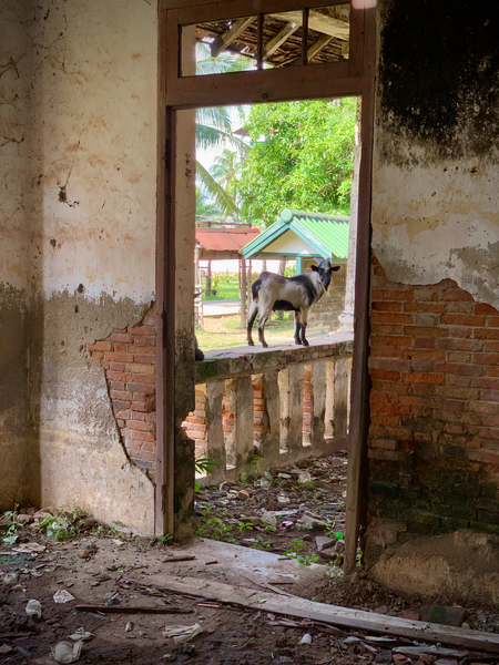 Goat by the Door Print