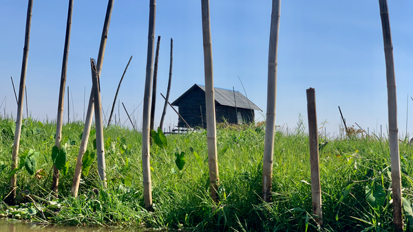 House behind the Bamboos Print