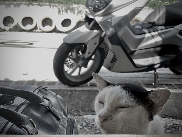 I Closed my Eyes Again   Cat Print