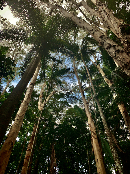 Look Up at the Trees Print