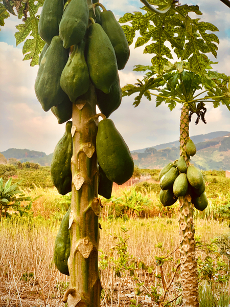 Papaya Trees Print