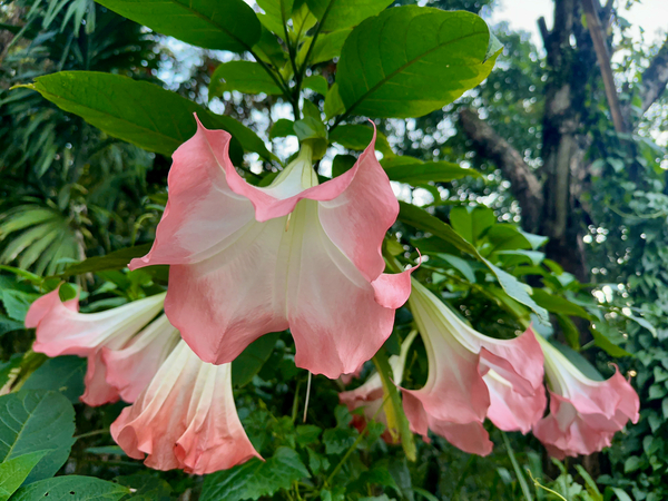 Pink Bell Flowers Print