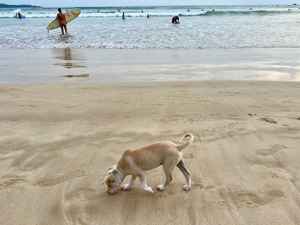 Puppy Walking on the Beach  Imprimer