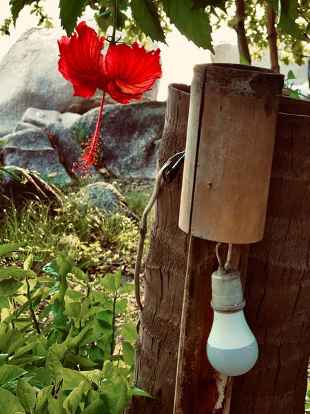 Red Flower & Homemade Lamp in Thailand  Print