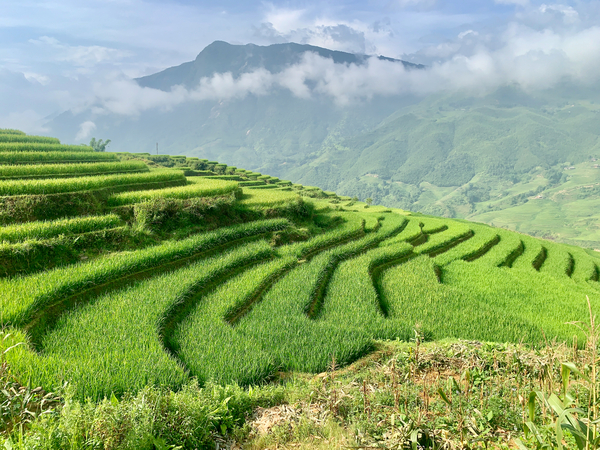 Rice Fields Going Down Print