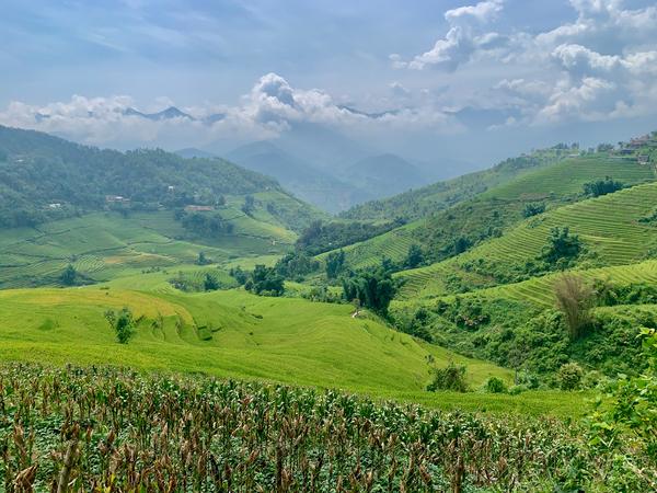 Rice Fields in Sapa 3 Print