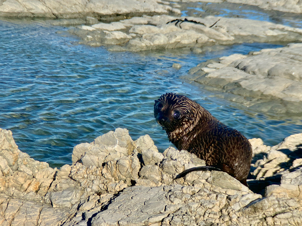 Seal Looking Back at You Print