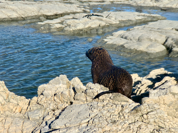 Seal Looking at a Distance Print
