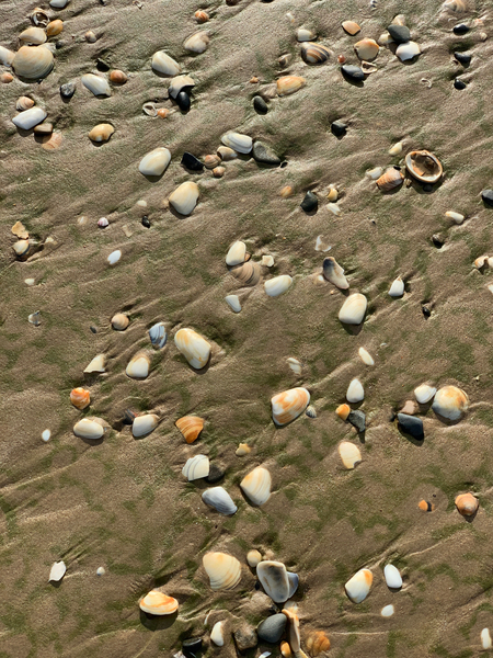 Seashells in the Sand Print