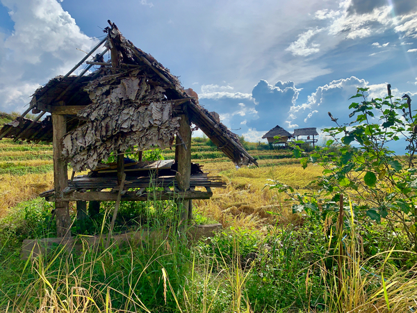 Shacks in the Rice Fields Print