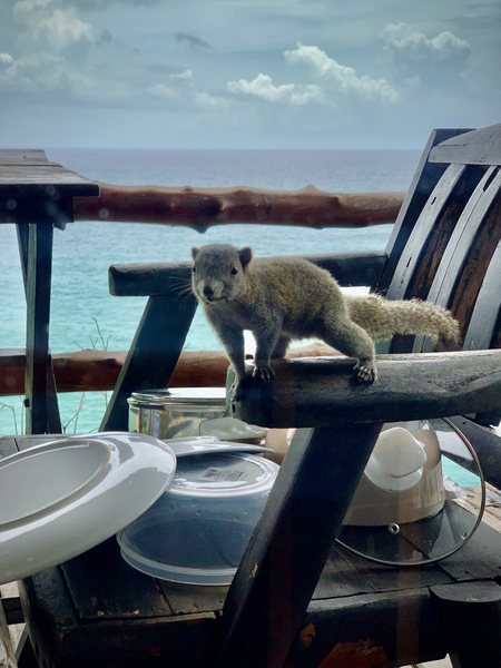 Squirrel Peaking in the House Print