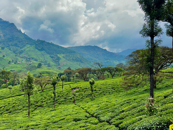 Tea Plantation Wonders Print