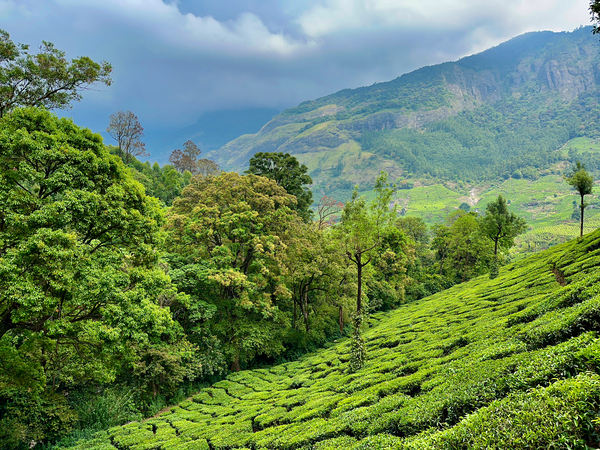 Tea Plantations 1 Print
