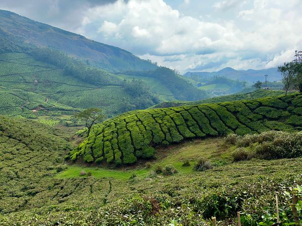 Tea Plantations 4 Print