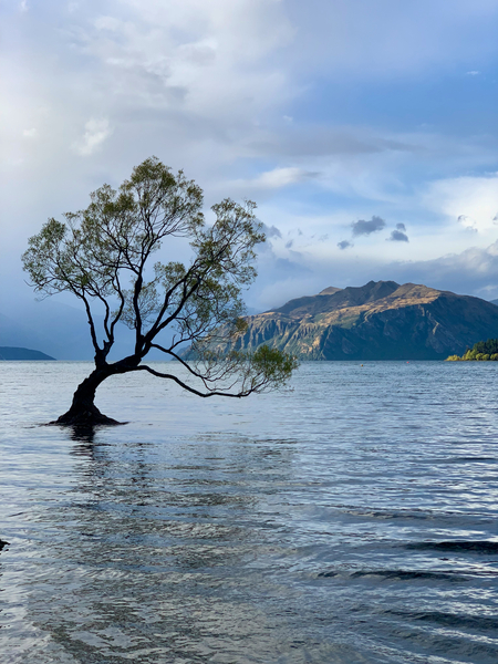 The Wanaka Tree New Zealand 2 Print
