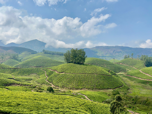 Tree Through the Tea 2 Print