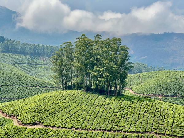 Trees Through the Tea Print
