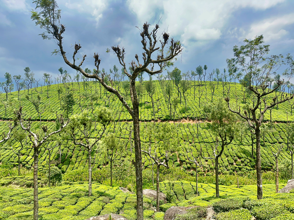 Trees in the Tea Plantations Print