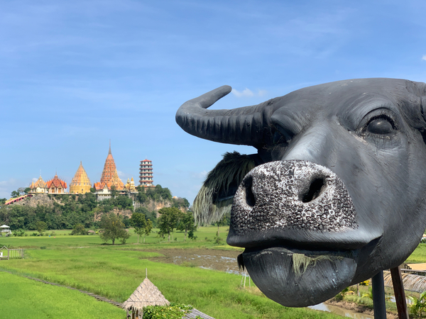 Water Buffalo Head in front of Temple Print