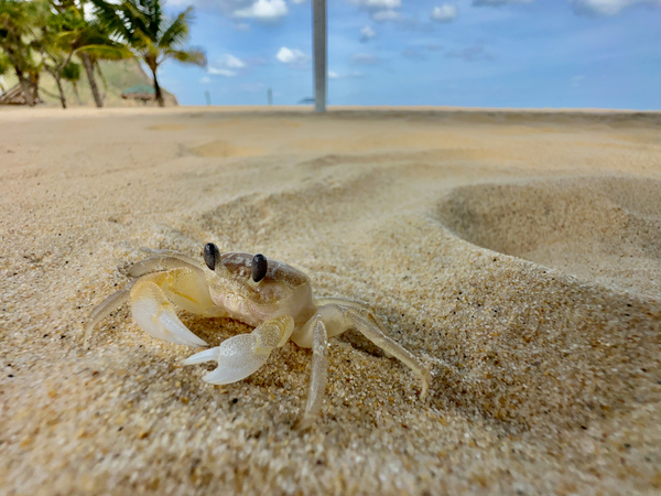 White Crab on the Beach Print