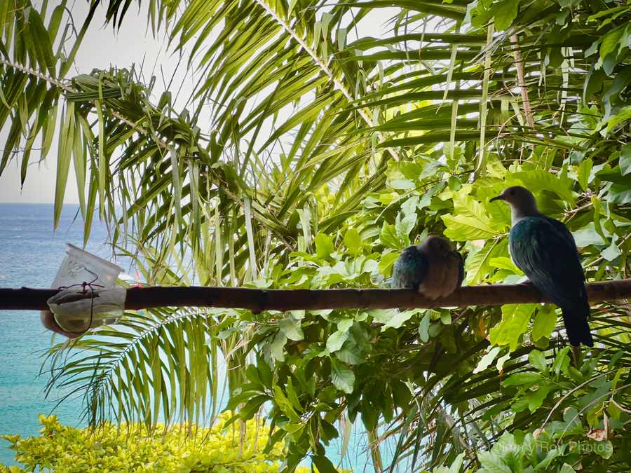 Bird Couple Koh Tao Thailand  Print