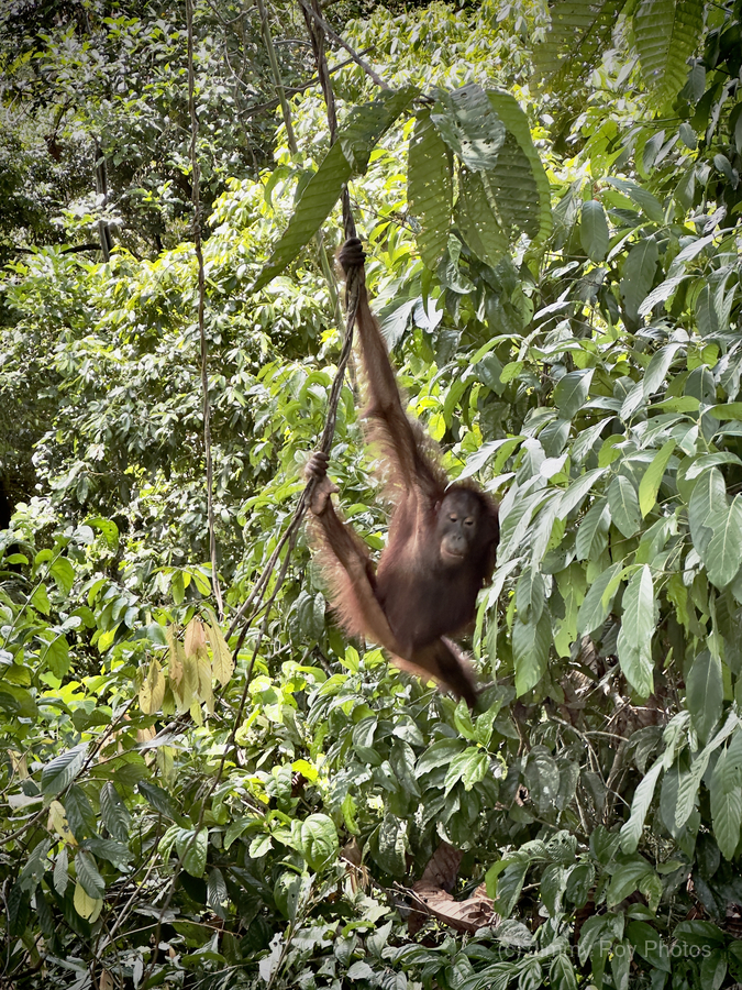 Kabili Sepilok Forest Reserve Orangutans 1  Print