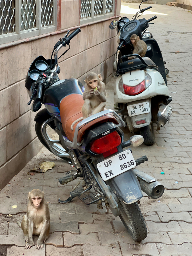 Monkey Bikers  Print