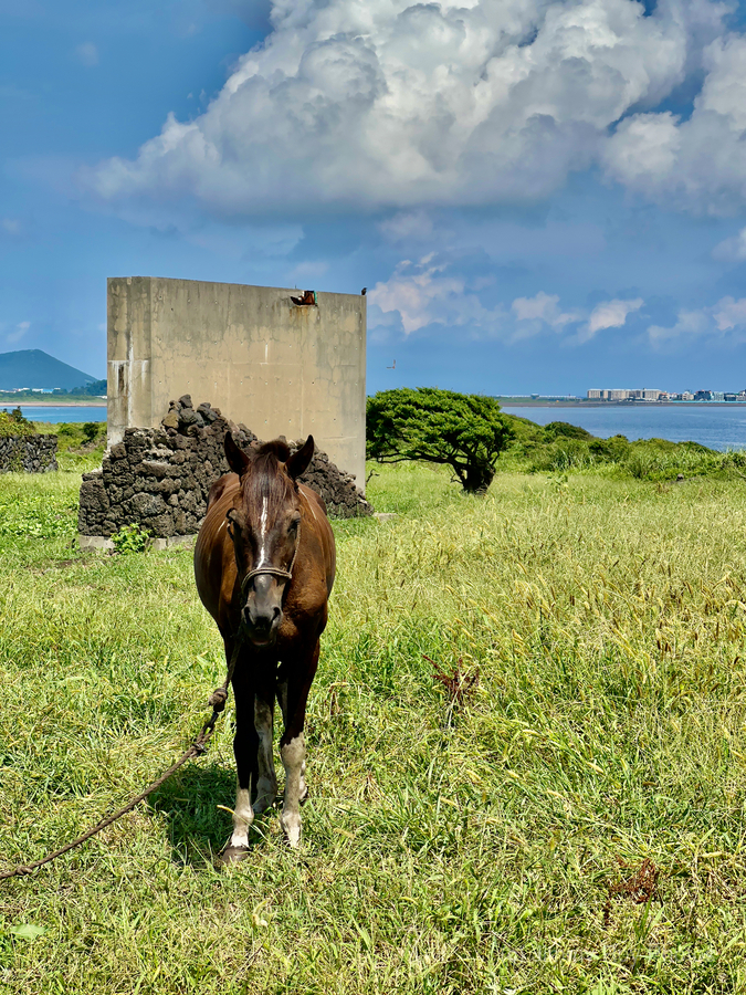 Seopjikoji Jeju South Korea 2  Print