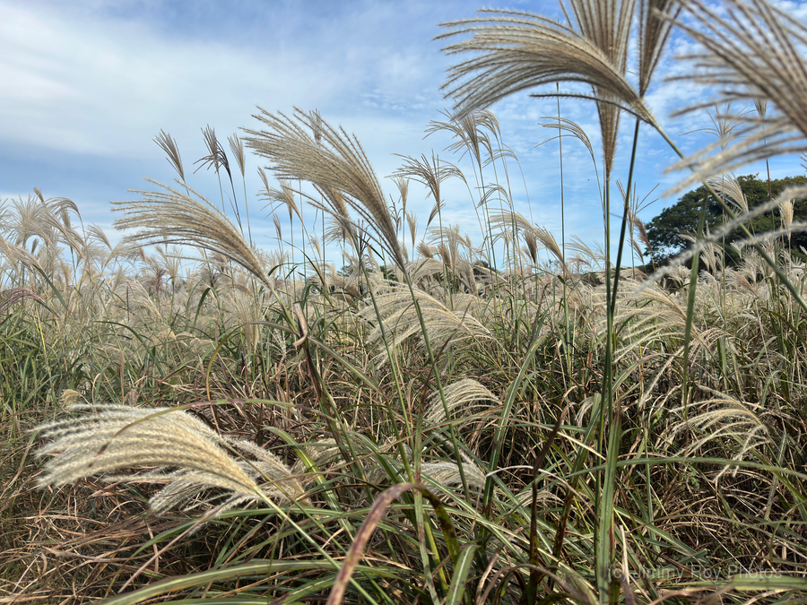 Stone Park Jeju South Korea 1  Print